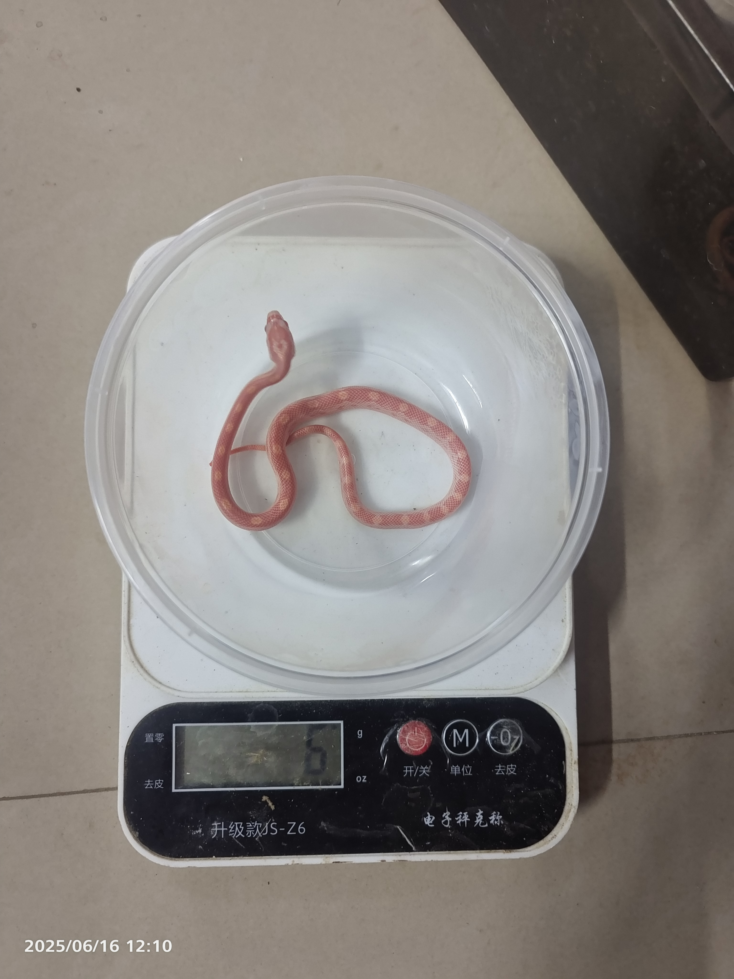 奶昔圈HET直线